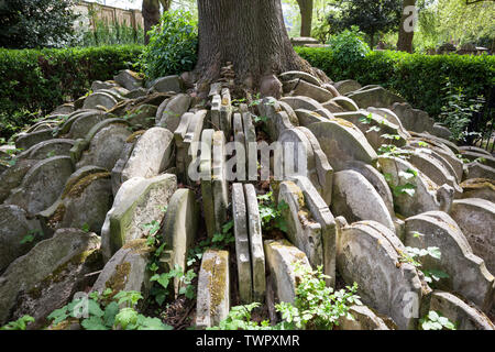 Die Hardy Baum, im Kirchhof der St. Pancras Old Church, ist eine Esche eingekreist von Grabsteinen gibt der Schriftsteller Thomas Hardy platziert. Stockfoto