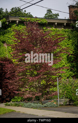 Tri-color Beech, Fagus sylvatica 'Argenteo Napi' markante, hat Blattfarben und gescheckte Rinde. Stockfoto