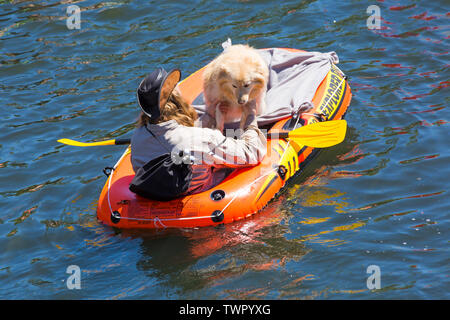 Iford, Dorset, Großbritannien. Am 22. Juni 2019. Perfektes Wetter, warm und sonnig, noch für Dorset Beiboot Tag mit Hunderten von Schlauchboote, Faltboote, Handwerk, Platten bilden eine Flottille Segeln von iford Brücke, den Fluss Stour zu Tuckton Brücke. Die Veranstaltung begann im Jahr 2014 als ein wenig Spaß, aber hat jetzt eine jährliche Veranstaltung Geld für Nächstenliebe und Getter jedes Jahr größer geworden. Mann im Beiboot mit Golden Retriever Hund. Credit: Carolyn Jenkins/Alamy leben Nachrichten Stockfoto