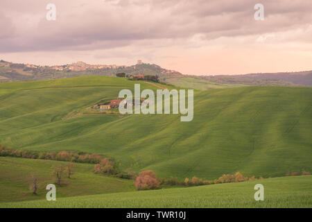 Landschaft bei Sonnenuntergang. Sinuous herrlich grünen Hügeln in der Abenddämmerung. Stockfoto