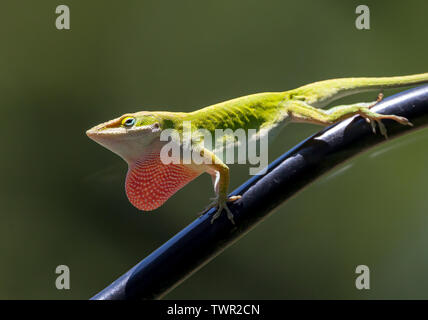 Ein Carolina anole Eidechse in seine grüne Färbung Phase zeigt seine rote Kehle in hellem Sonnenlicht. Stockfoto