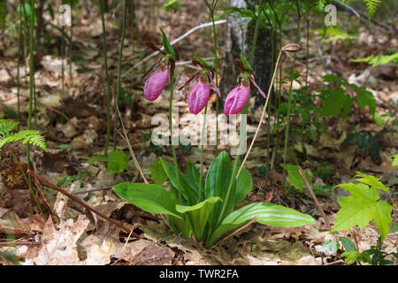 Die Pink Lady Slipper Orchids (Cypripedium acaule), blühende, gemischt Eiche und Kiefer Wald, im Osten der USA, von James D Coppinger/Dembinsky Foto Assoc Stockfoto