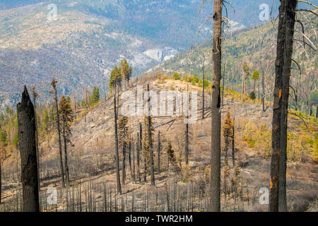 Folgen von Waldbränden, Yosemite National Park, CA, USA, von Bill Lea/Dembinsky Foto Assoc Stockfoto