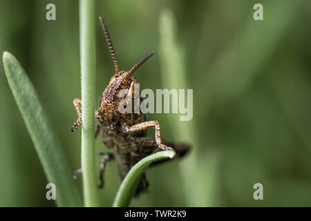 Eine Heuschrecke im Gras sitzen. Eine grüne Heuschrecke. Makro Foto einer Heuschrecke Stockfoto