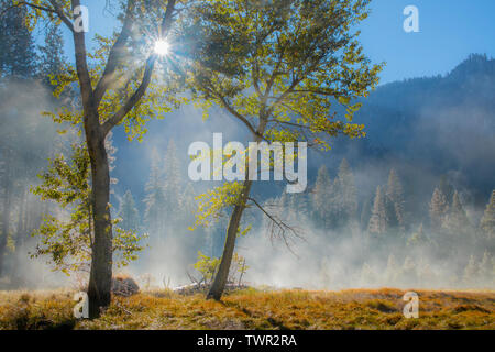 Sonnenaufgang über Wiesen und Nadelwälder, Yosemite National Park, CA, USA, von Bill Lea/Dembinsky Foto Assoc Stockfoto