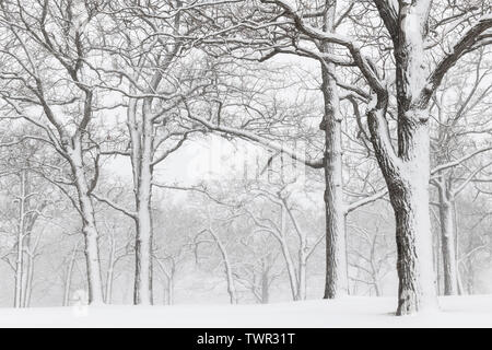 April Schneesturm, Woodland, USA, von Dominique Braud/Dembinsky Foto Assoc Stockfoto