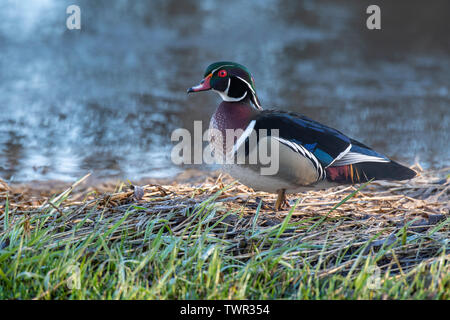 Holz Ente, Drake, Aix sponsa), E Nordamerika, von Dominique Braud/Dembinsky Foto Assoc Stockfoto