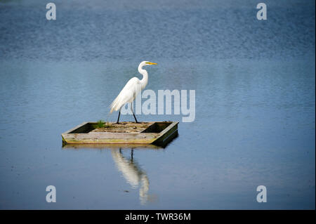 Silberreiher (Ardea alba), stehend auf einem Holz- Insel umgeben von Wasser. Stockfoto