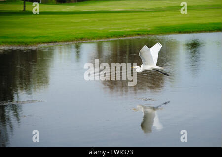 Silberreiher (Ardea alba) im Flug über einen Teich. Stockfoto