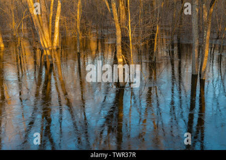 Feder Überschwemmungen entlang Aue der St. Croix River, Frühling, MN, USA, von Dominique Braud/Dembinsky Foto Assoc Stockfoto