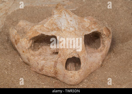 Marine Turtle fossil (Lytoloma sp.) Kreidezeit. Herkunft: Khroulgba, Marokko. Mit freundlicher Genehmigung von ZRS Fossilien, von Dominique Braud/Dembinsky Ph Stockfoto