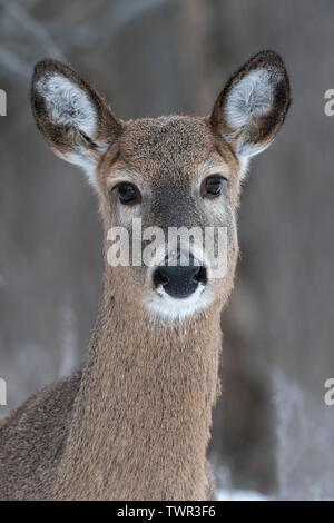 Weißwedelhirsche doe (Odocoileus virginianus), Dezember, E USA, von Dominique Braud/Dembinsky Foto Assoc Stockfoto