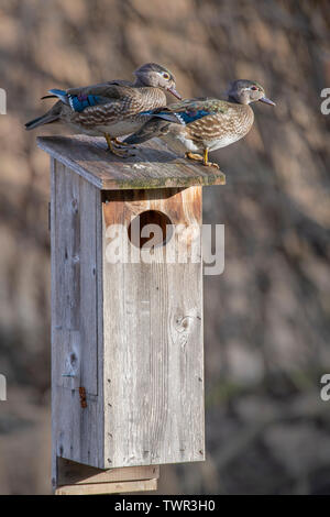 Holz Enten (Aix sponsa) und Holz Ente Nistkasten, E Nordamerika, von Dominique Braud/Dembinsky Foto Assoc Stockfoto