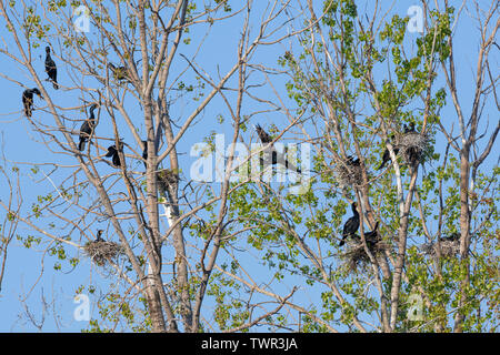 Double-Crested Kormorane nisten in einem kleinen Rookery (Phalacrocorax auritus), Feder, oberen mittleren Westen der Vereinigten Staaten und Kanada, von Dominique Braud/De Stockfoto