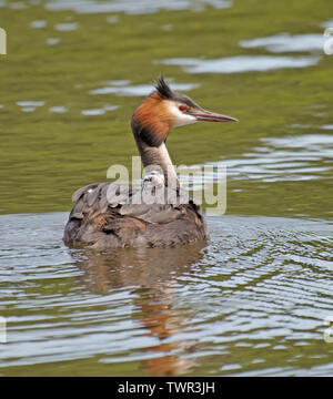 Große, Crested, Haubentaucher, Podiceps cristatus, Stockfoto