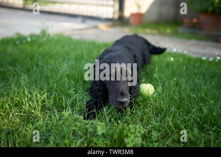 Cocker Spaniel im Garten Stockfoto