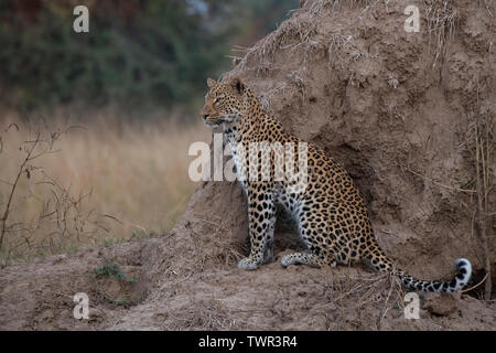 Afrika, Sambia South Luangwa National Park. African Leopard (WILD: Panthera pardus) auf termitenhügel Damm. Stockfoto