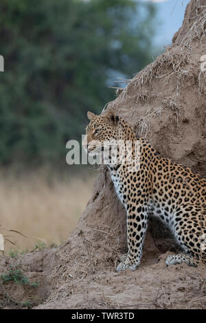 Afrika, Sambia South Luangwa National Park. African Leopard (WILD: Panthera pardus) auf termitenhügel Damm. Stockfoto