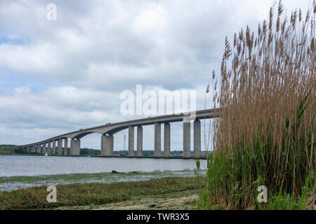 Schilf (Phragmites australis) mit dem Orwell Bridge im Hintergrund Stockfoto