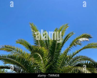 Palm Tree vor einem blauen Himmel an einem sonnigen Tag Stockfoto