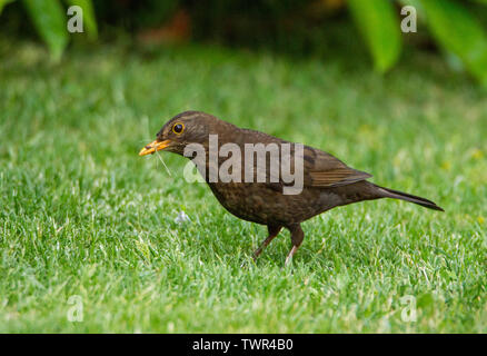 Weibliche Amsel, Amsel, Wild Bird auf einem Rasen in einem britischen Garten im Frühjahr, auf der Suche nach Essen, Würmer und Maden Stockfoto