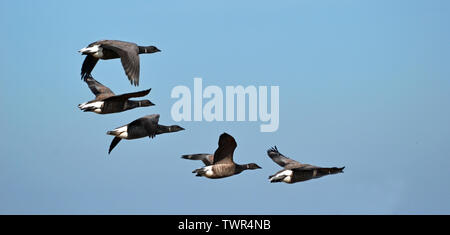 Ringelgänse Flug über Blakeney Point Nature Reserve, Norfolk, Großbritannien Stockfoto