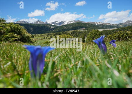 Berglandschaft Wiese mit blauen Blüten im Vordergrund, Frankreich, Pyrénées-orientales, Naturpark der katalanischen Pyrenäen Stockfoto