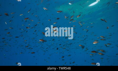 Schwarm von Fischen unter Wasser in Mittelmeer, riffbarsche Chromis chromis, Costa Brava, Katalonien, Spanien Stockfoto