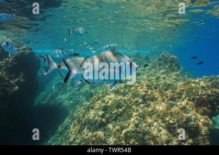 Sargo Dorade Fisch, DIPLODUS SARGUS, Unterwasser Mittelmeer, Frankreich Stockfoto