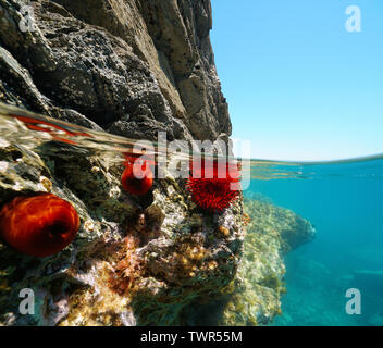 Felsigen Ufer mit beadlet Anemonen, geteilte Ansicht Hälfte über und unter Wasser, Mittelmeer, Frankreich Stockfoto