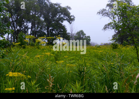 Frühling in Midewin nationalen Tallgrass Prairie wie der Nebel beginnt zu löschen. Stockfoto