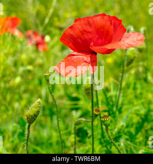 Klatschmohn, krautige Pflanze mit auffälligen Blüten, Milchsaft und abgerundete Samenkapseln Stockfoto