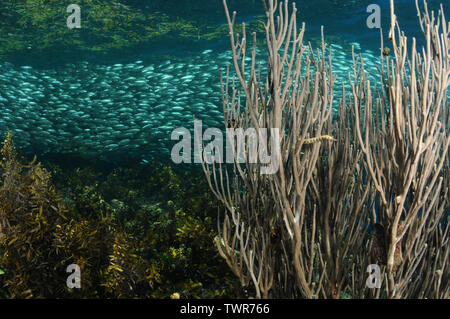 Netzwerk Seenadeln ist lugen aus einem Meer fan Coral und die Schule von Sardinen dreht sich in der Nähe einer Oberfläche, Panglao, Philippinen Stockfoto