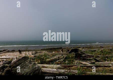 Whidbey Island Beach im Nebel Stockfoto