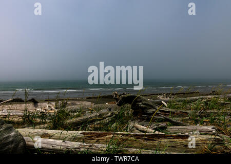 Whidbey Island Beach im Nebel Stockfoto