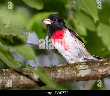 Rose-breasted grosbeak (Pheucticus ludovicianus) im Wald Laub, Iowa, USA. Stockfoto