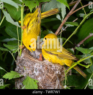 Yellow Warbler (Setophaga petechien), Familie in der Nähe von das Nest, Iowa, USA. Stockfoto