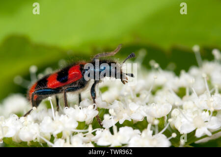 Karierte Käfer auf die weißen Blüten Stockfoto