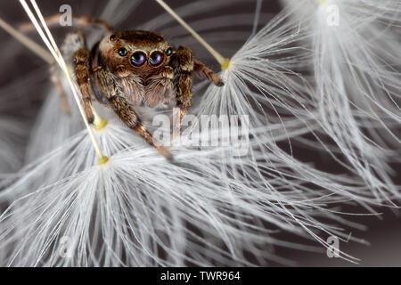 Jumping spider und Löwenzahn Flusen Stockfoto