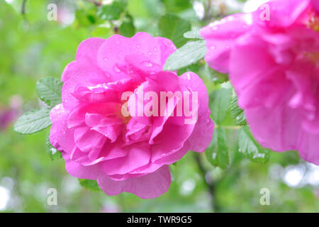 Nahaufnahme von rosa Dogrose oder Briar Blume mit Soft Focus. Makro Blick auf blühende rose hips von Briar eglantine Käfer, rose - zart aromatisiert Firma STS Tronic Stockfoto