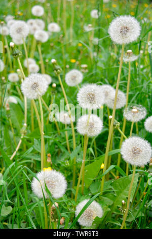Flauschigen weißen Löwenzahn Blumen mit Samen in der Natur auf die Wiese. Löwenzahn Feld auf Sommer sonnigen Tag. Blühende Löwenzahn auf grünem Hintergrund. Stockfoto