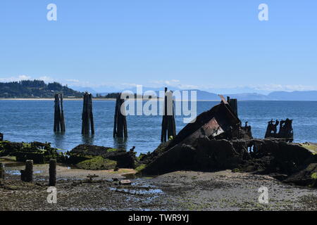 Verrostete Rümpfe von versunkenen Schiffen, die einmal einen Wellenbrecher für Protokollierung der Vorgänge in Comox Harbour waren Stockfoto
