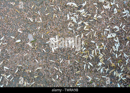Braune Textur aus rotem Granit Schotterweg mit vereinzelten weißen Blütenblätter. Sand und Steine auf dem Boden Hintergrund. Der Boden ist mit Stein bedeckt Stockfoto