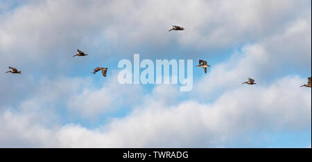 Braune Pelikane im Flug über ein Florida Beach. (USA) Stockfoto