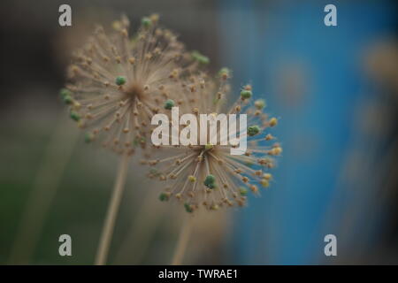 Zwei runde spiky Blumen, Samen Kopf Blume Pflanze im Garten Stockfoto