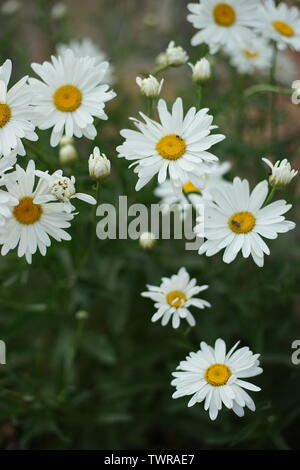 Großer Garten Gänseblümchen im Sommer sonnige Garten Stockfoto