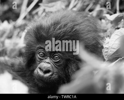 Baby Mountain Gorilla Gesicht Ruanda Schwarze und Weiße Nahaufnahme Stockfoto