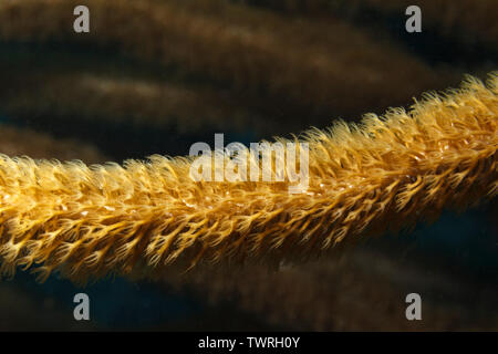 Giant Sea Rod, Detail (Plexaurella nutans), im Karibischen Meer um Bonaire, Leeward Antilles. Close-up. Stockfoto