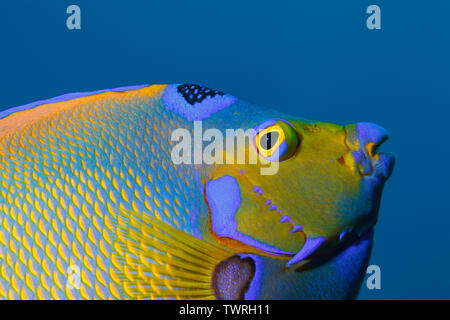 Queen angelfish (holacanthus Ciliaris) im Karibischen Meer um Bonaire, Leeward Antilles. Foto V.D. Stockfoto