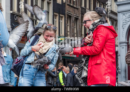 Füttern tauben Land auf tausendjährigen Touristen in Dam Square Amsterdam Niederlande - Tauben auf Menschen - Tauben fliegen in der Nähe von Menschen Stockfoto